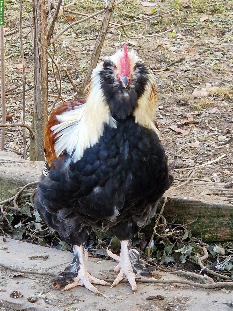 Bild 2: GRATIS: Lachshuhn Hahn zu verschenken