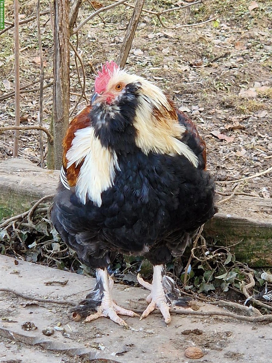 Bild 3: GRATIS: Lachshuhn Hahn zu verschenken