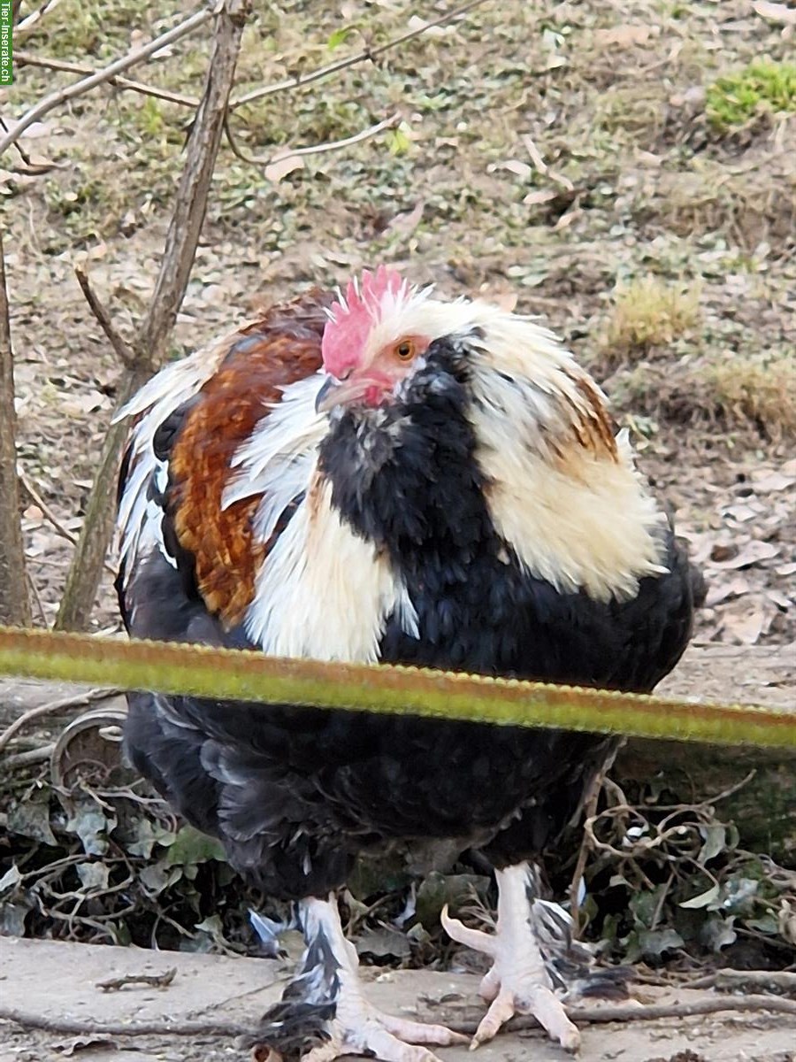 Bild 4: GRATIS: Lachshuhn Hahn zu verschenken