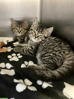 Britisch Kurzhaar - Mix Kitten suchen ein Zuhause