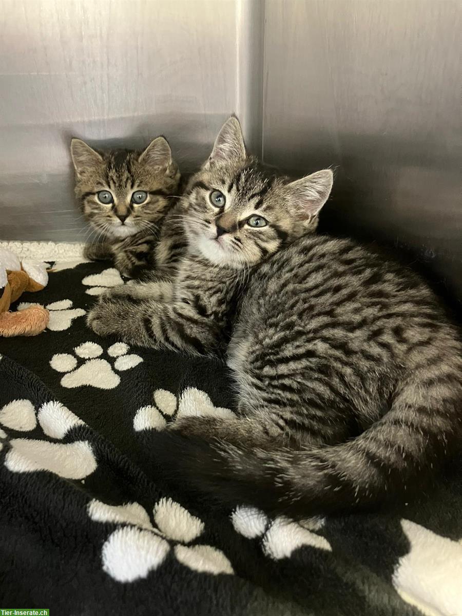 Bild 2: Britisch Kurzhaar - Mix Kitten suchen ein Zuhause