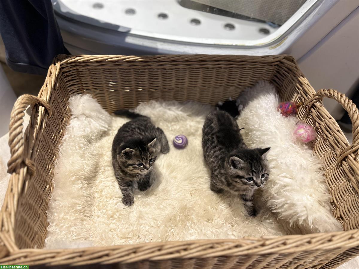 Bild 3: Britisch Kurzhaar - Mix Kitten suchen ein Zuhause