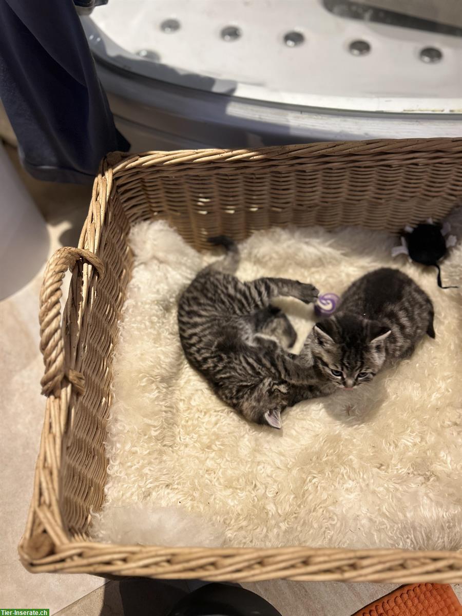 Bild 4: Britisch Kurzhaar - Mix Kitten suchen ein Zuhause