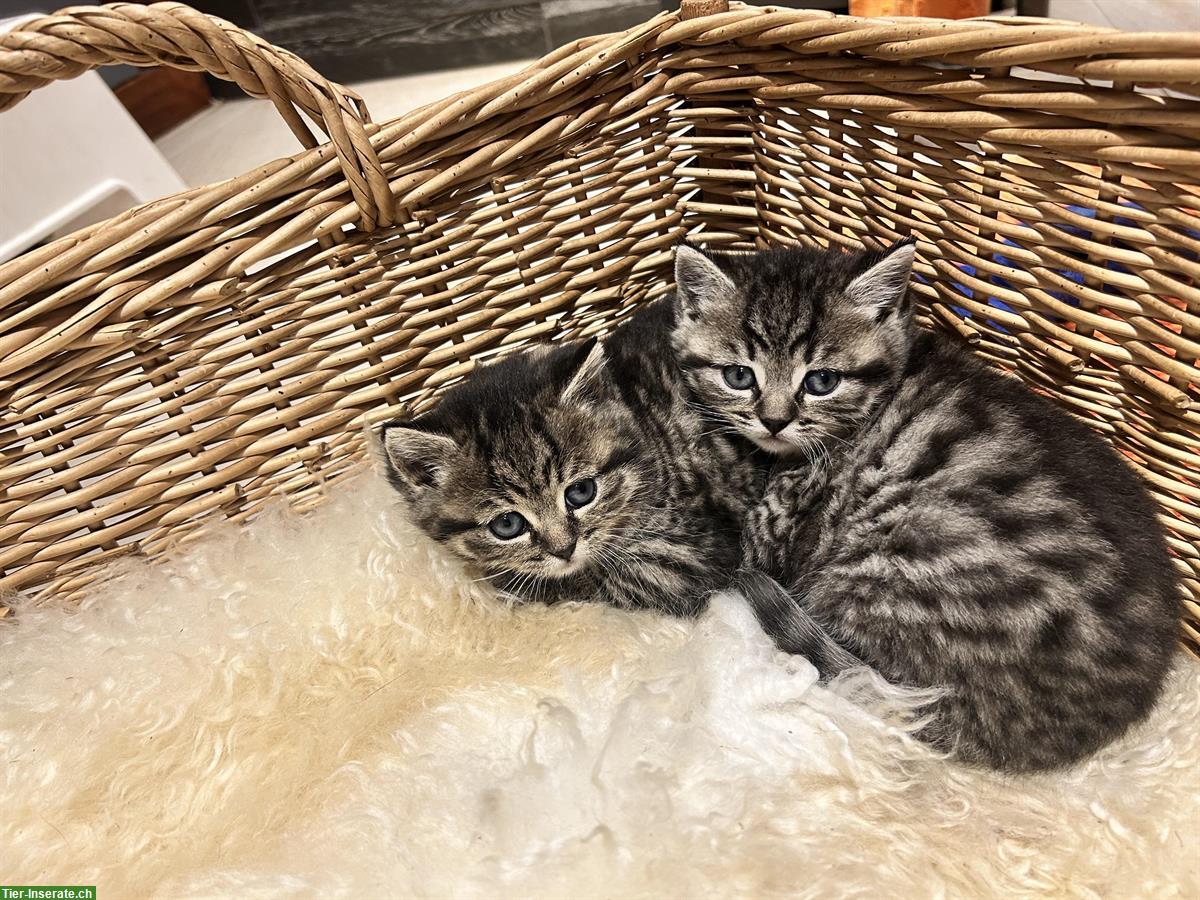 Bild 5: Britisch Kurzhaar - Mix Kitten suchen ein Zuhause