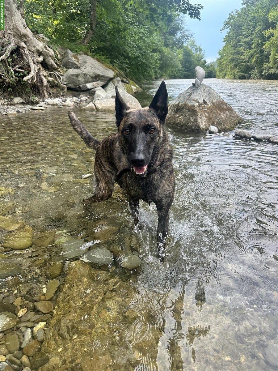 Bild 2: Holländische Schäferhündin sucht ein neues Zuhause