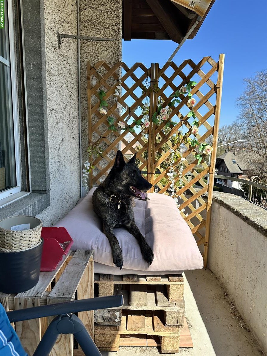 Bild 3: Holländische Schäferhündin sucht ein neues Zuhause