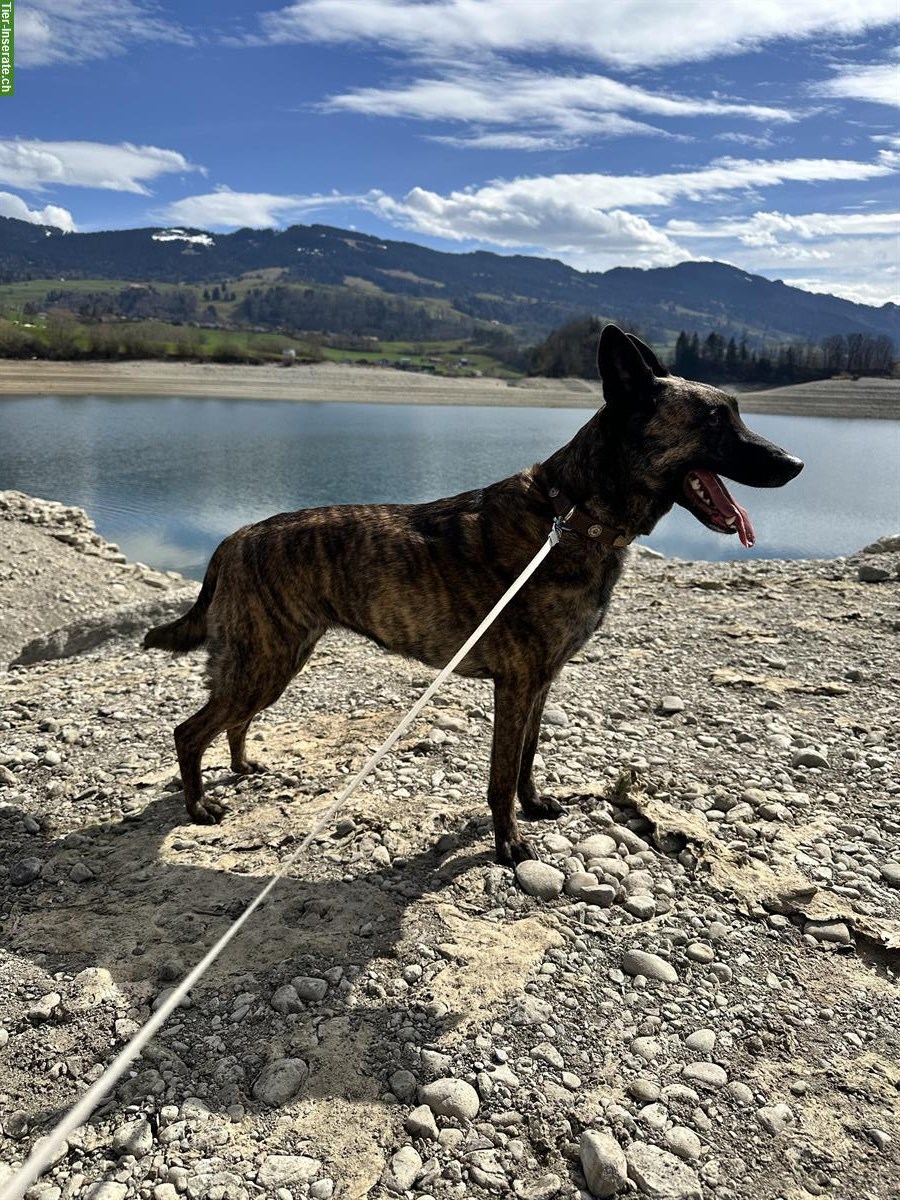 Bild 4: Holländische Schäferhündin sucht ein neues Zuhause