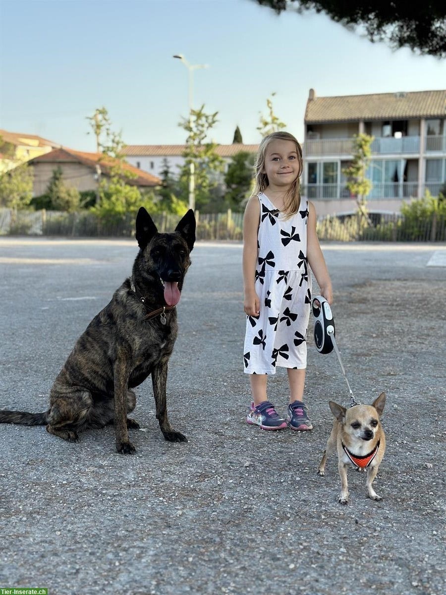 Bild 7: Holländische Schäferhündin sucht ein neues Zuhause