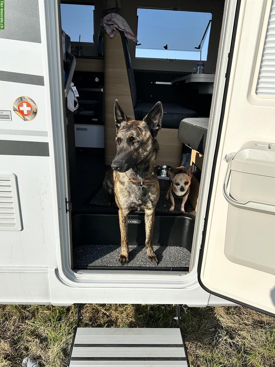 Bild 8: Holländische Schäferhündin sucht ein neues Zuhause