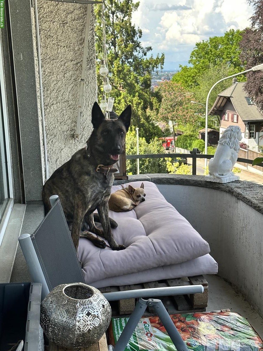 Bild 9: Holländische Schäferhündin sucht ein neues Zuhause