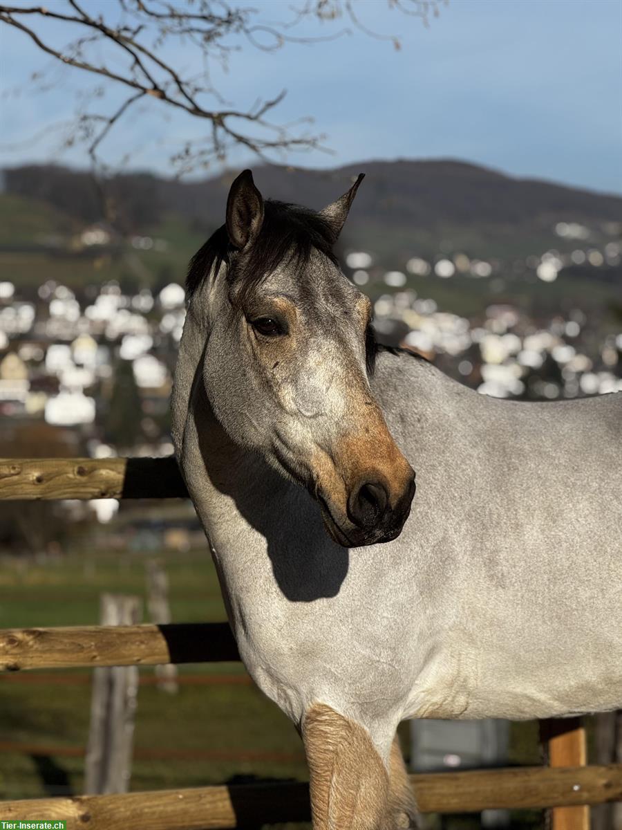 Bild 2: Connemara Wallach (2020), Falbe, hübsch und gutmütig