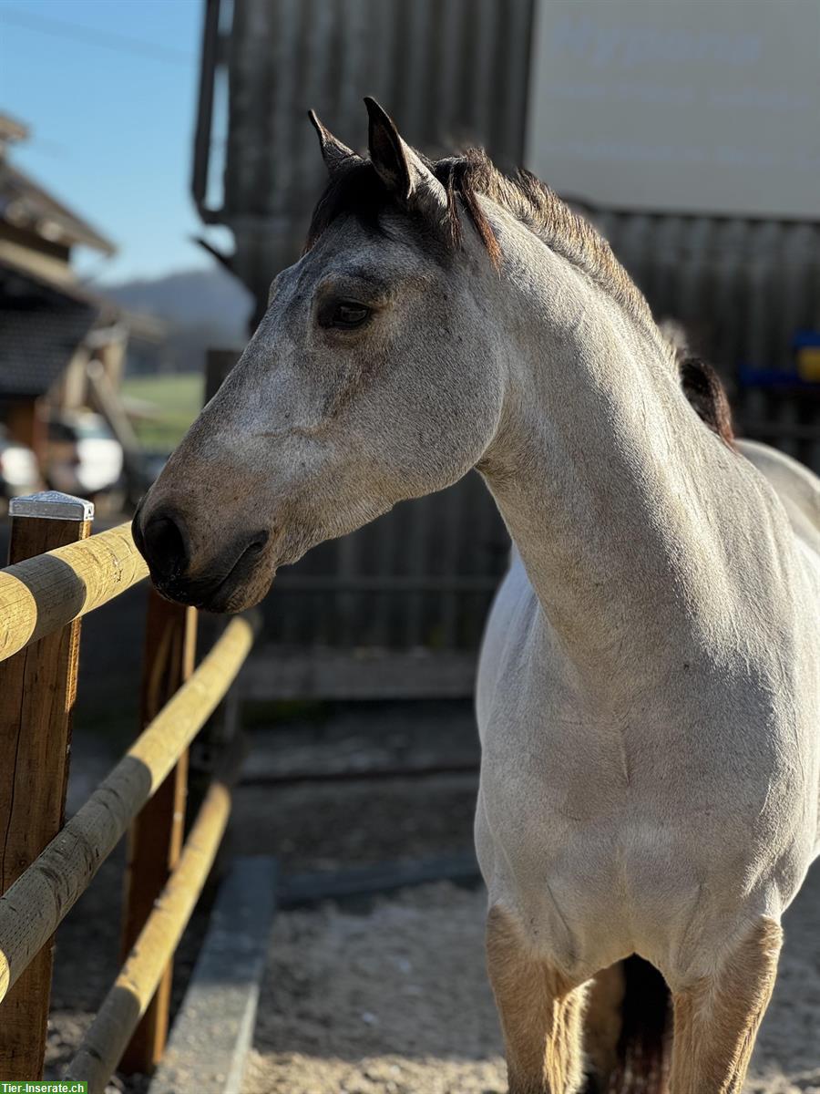 Bild 3: Connemara Wallach (2020), Falbe, hübsch und gutmütig