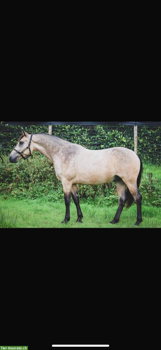 Bild 4: Connemara Wallach (2020), Falbe, hübsch und gutmütig