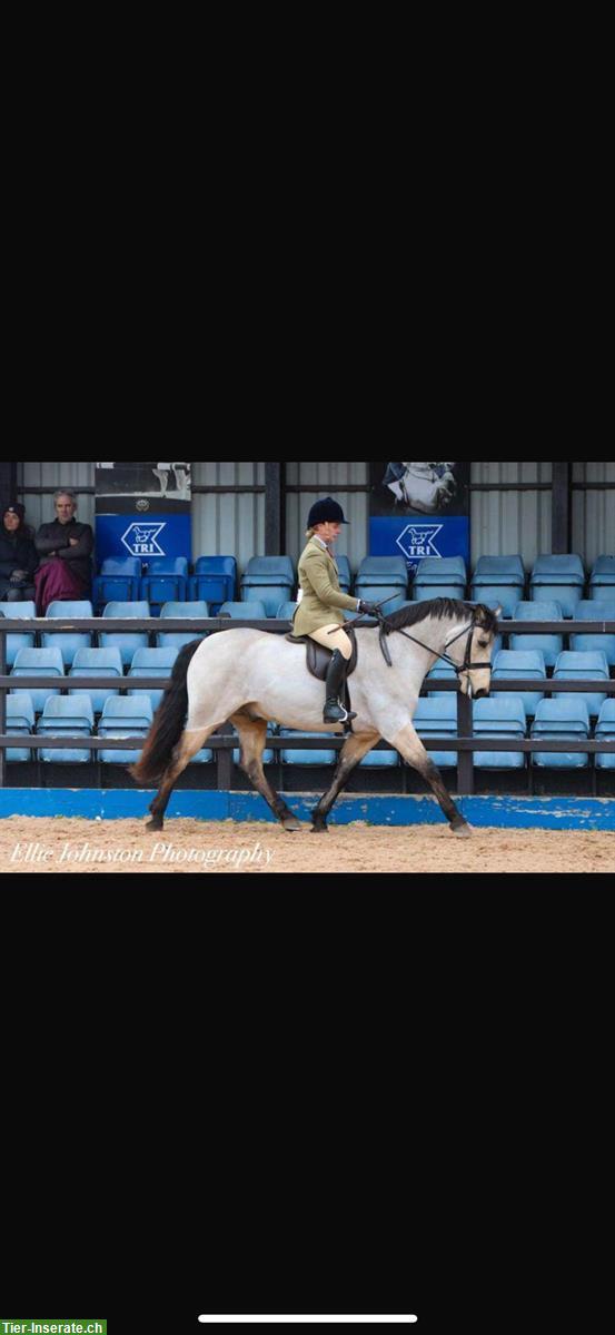 Bild 5: Connemara Wallach (2020), Falbe, hübsch und gutmütig