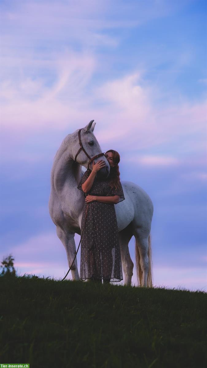 Bild 4: Friesen-Mix Stute ans Futter in Ruswil LU