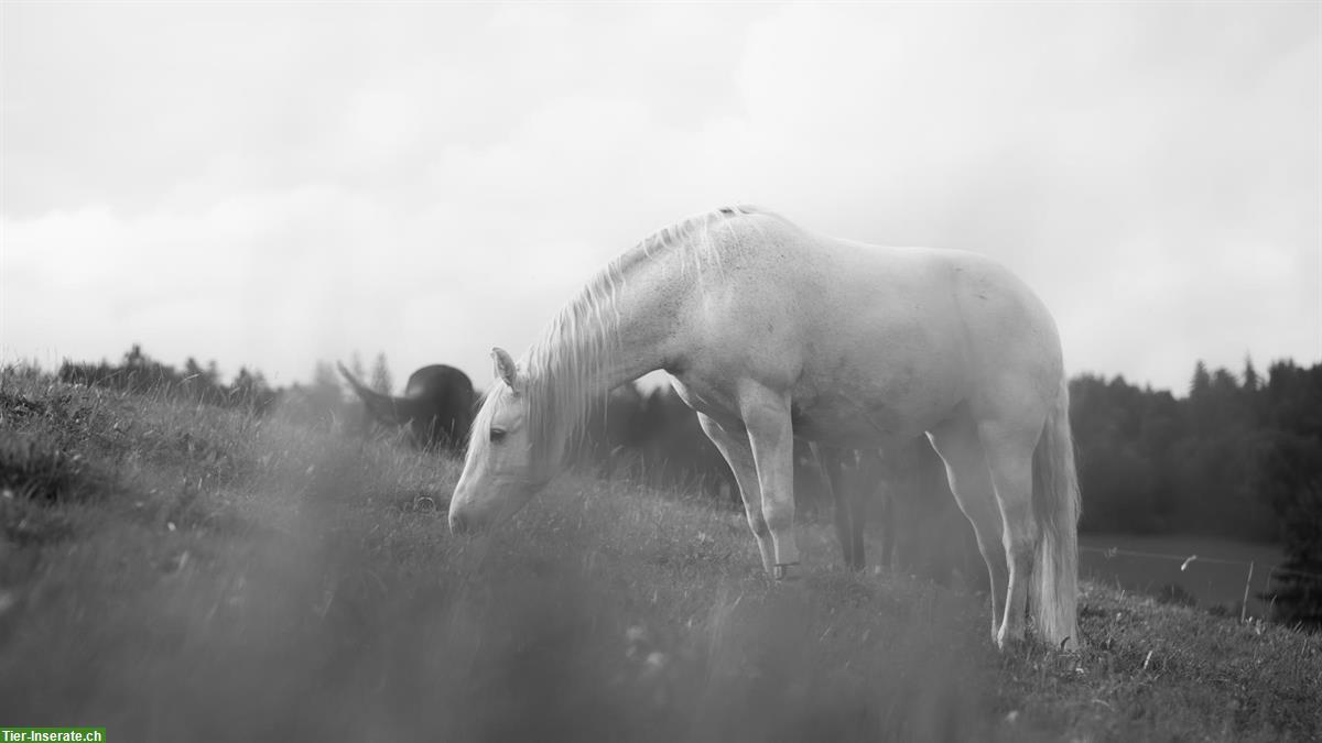 Bild 5: Friesen-Mix Stute ans Futter in Ruswil LU