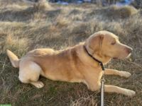 Labrador Rüde, 7-jährig, sucht hundeerfahrenes Zuhause