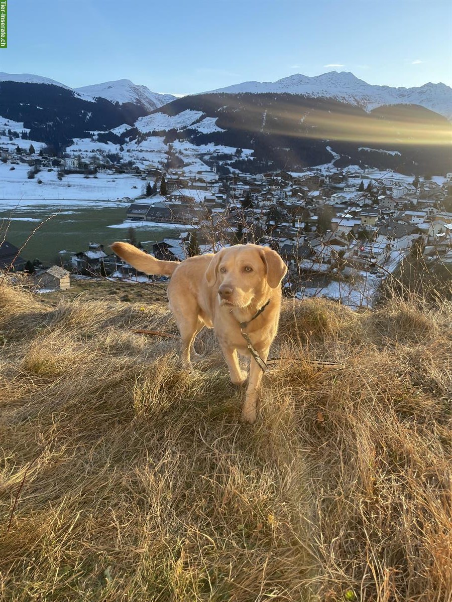 Bild 4: Labrador Rüde, 7-jährig, sucht hundeerfahrenes Zuhause