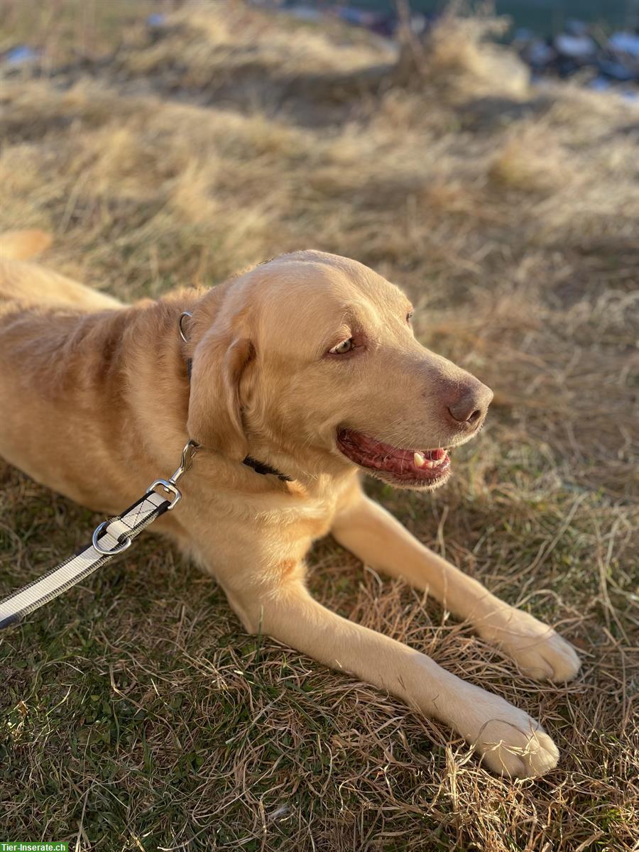Bild 5: Labrador Rüde, 7-jährig, sucht hundeerfahrenes Zuhause