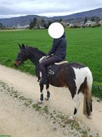 Vielseitige 15-jährige Ponystute Stm. 1.46m für Freizeit