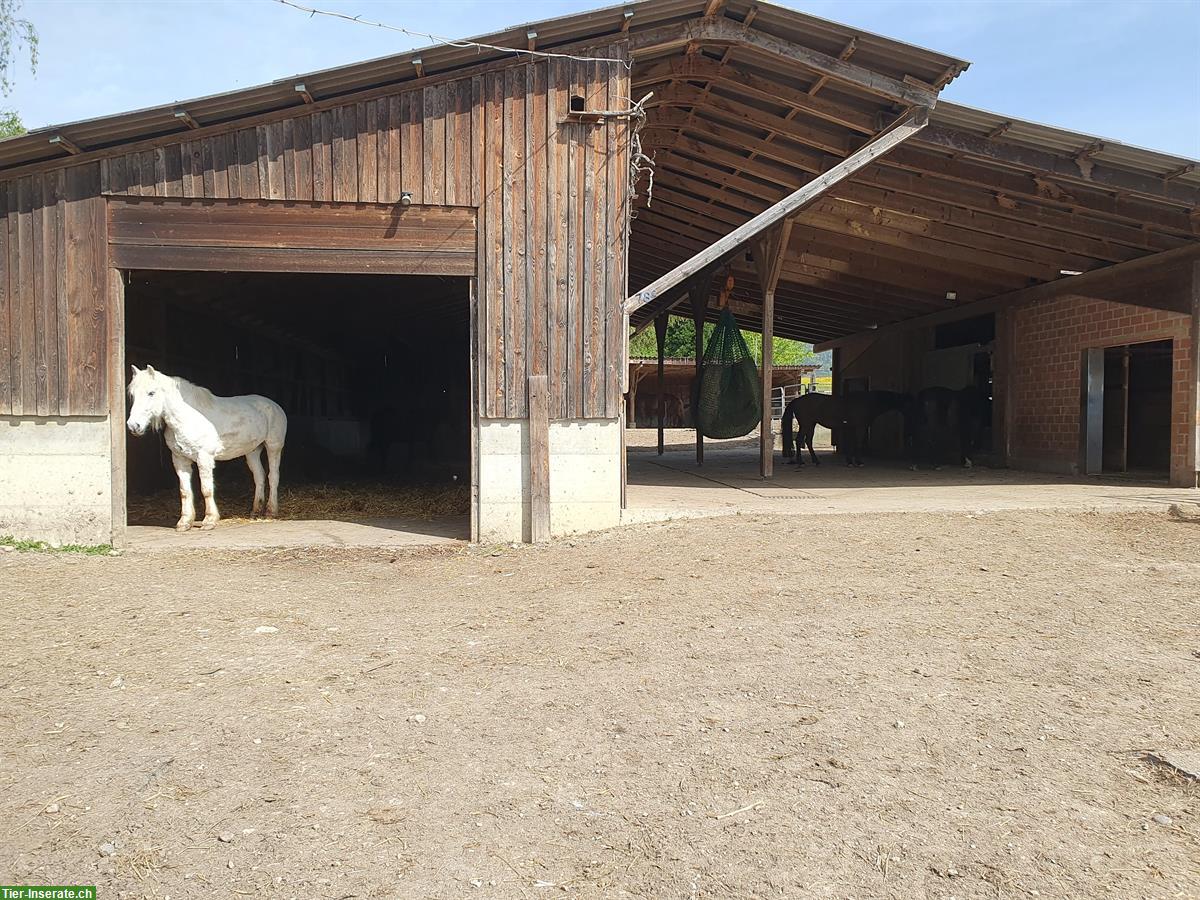 Bild 2: Wo Pferde ihren Ruhestand geniessen... Lengnau BE