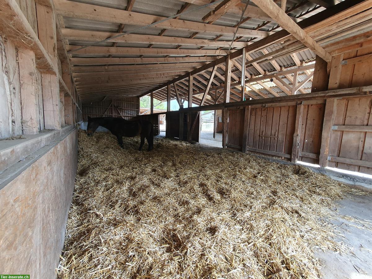 Bild 3: Wo Pferde ihren Ruhestand geniessen... Lengnau BE