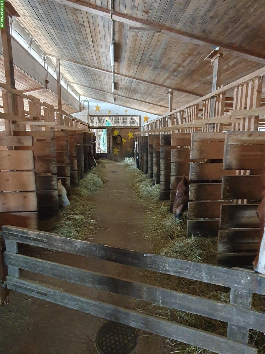 Bild 4: Wo Pferde ihren Ruhestand geniessen... Lengnau BE