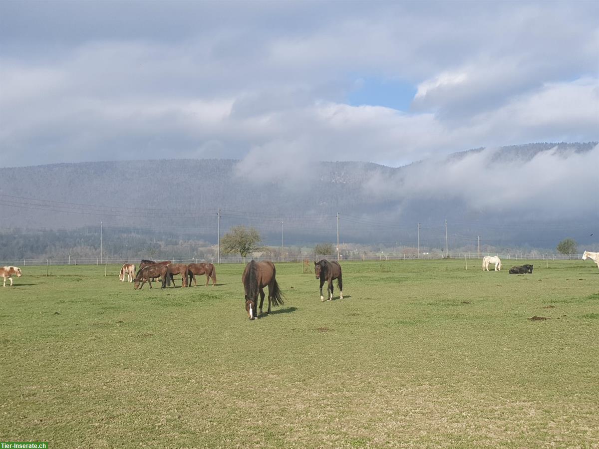 Bild 5: Wo Pferde ihren Ruhestand geniessen... Lengnau BE