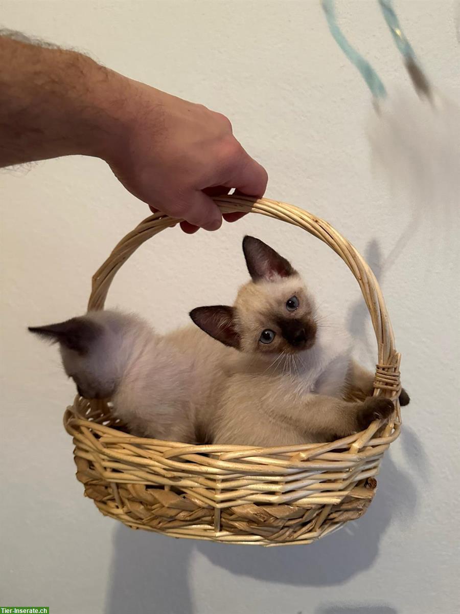 Siam Kätzchen Geschwister, männlich & weiblich