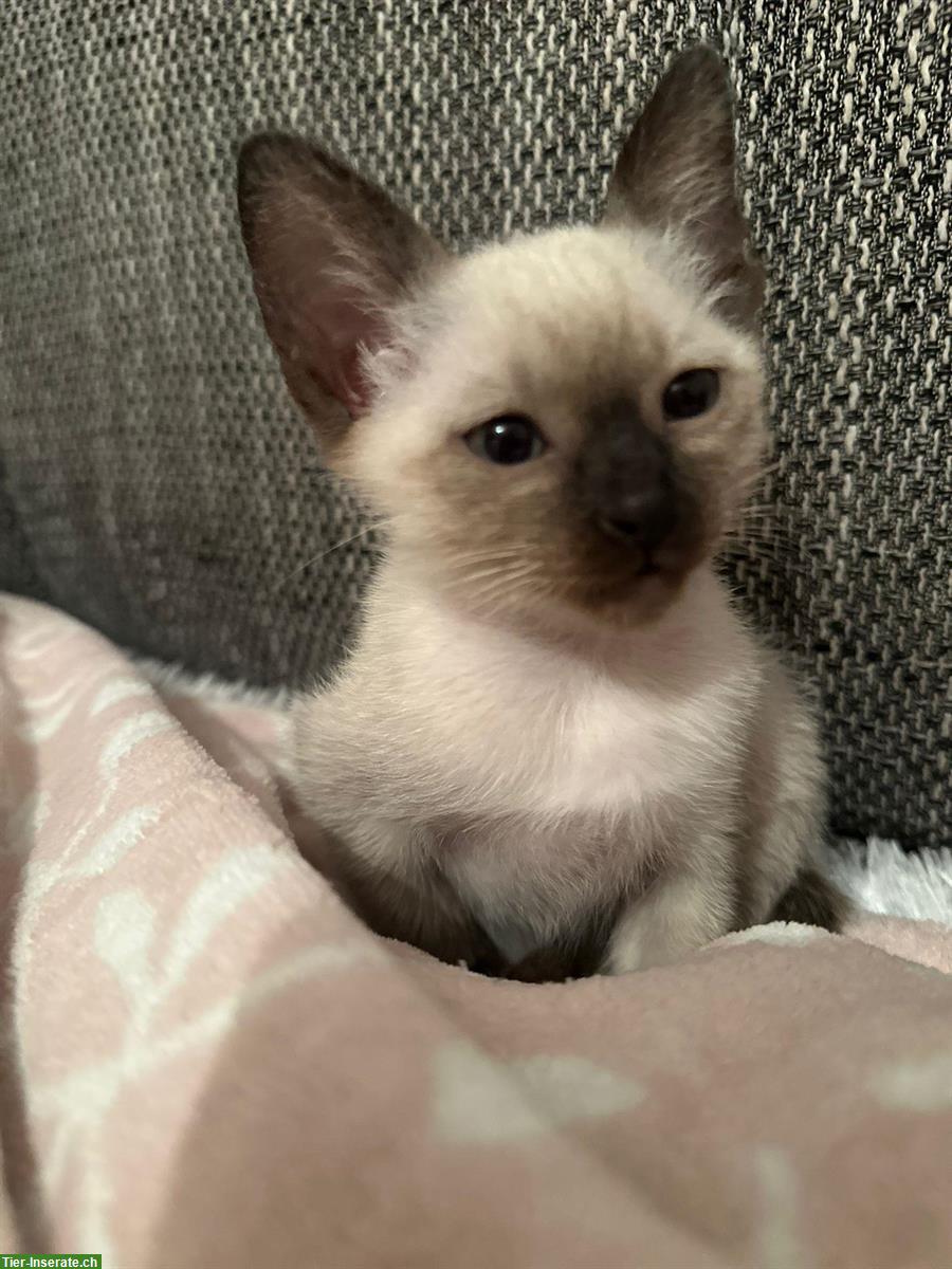 Bild 2: Siam Kätzchen Geschwister, männlich & weiblich