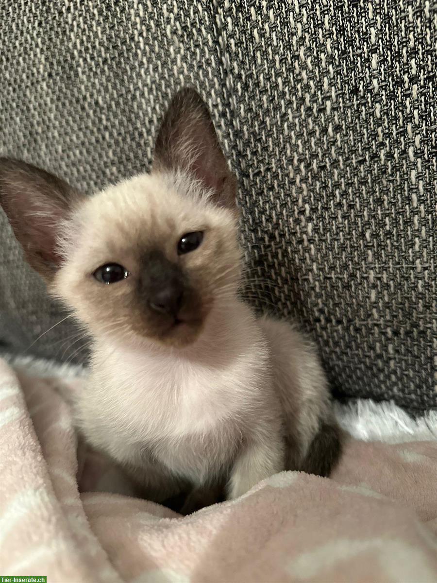 Bild 3: Siam Kätzchen Geschwister, männlich & weiblich