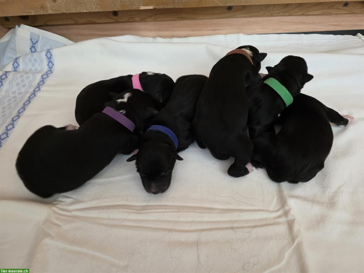 Border Collie Welpen, Black & White, Langhaar