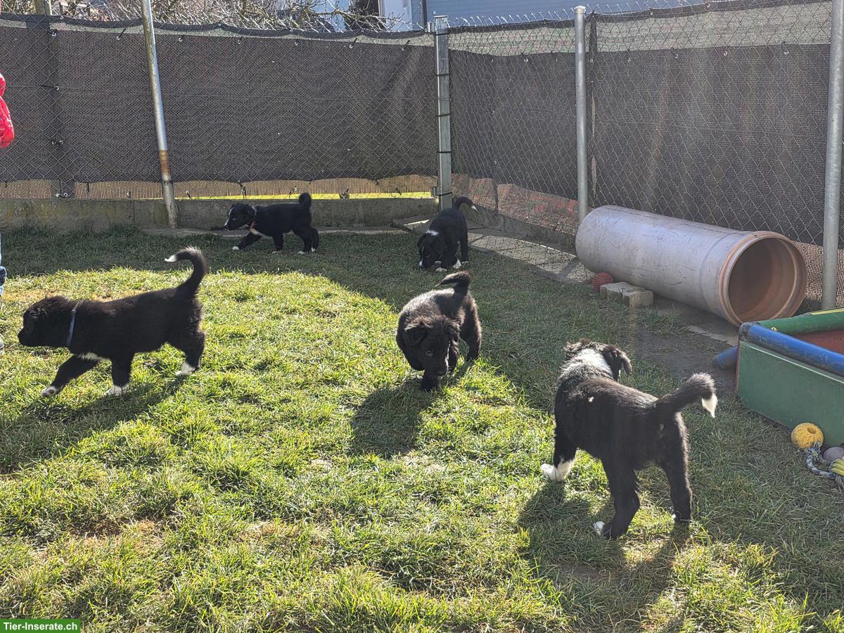 Bild 10: Border Collie Welpen, Black & White, Langhaar