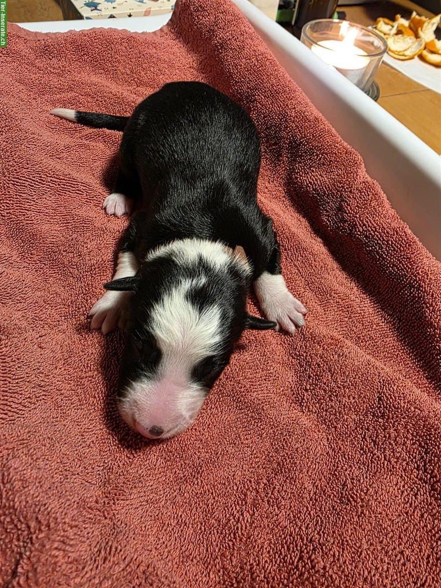 Bild 2: Border Collie Welpen, Black & White, Langhaar