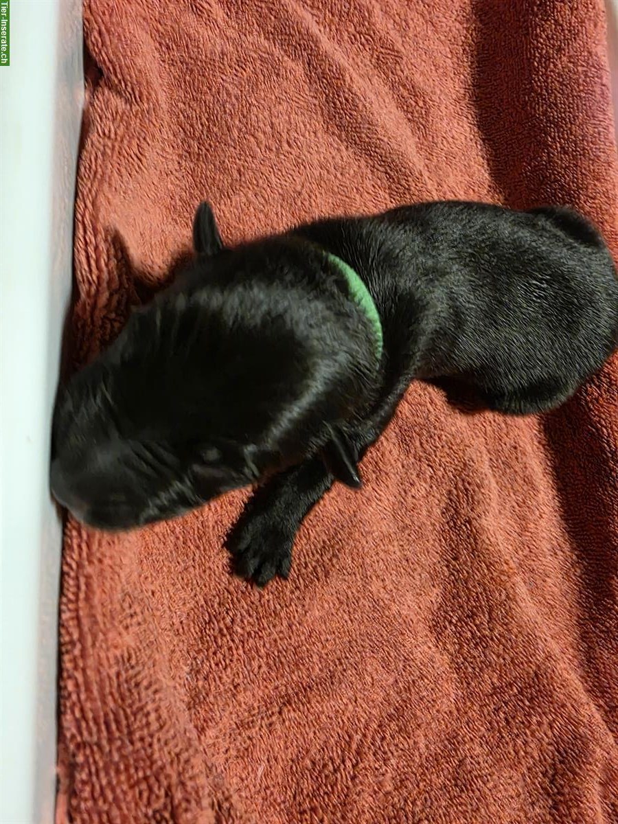 Bild 3: Border Collie Welpen, Black & White, Langhaar