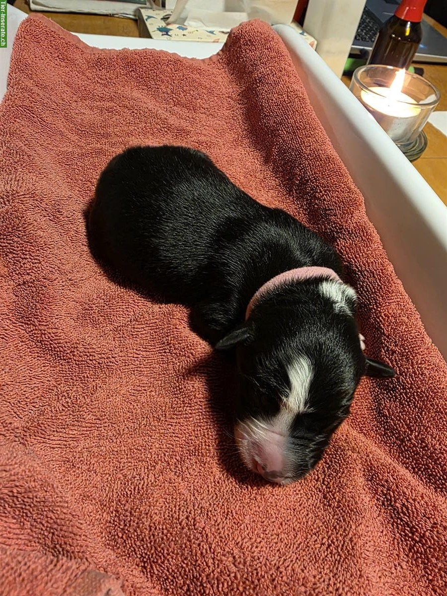 Bild 4: Border Collie Welpen, Black & White, Langhaar