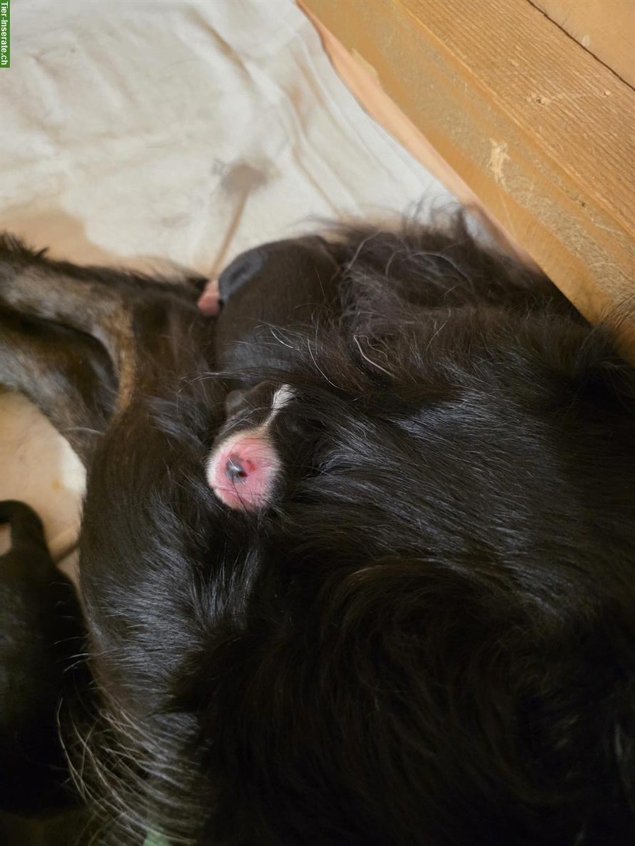 Bild 5: Border Collie Welpen, Black & White, Langhaar