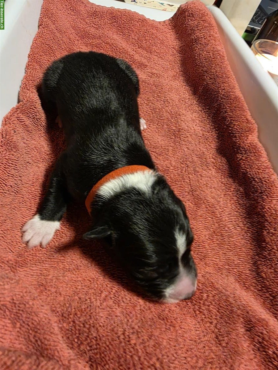 Bild 6: Border Collie Welpen, Black & White, Langhaar