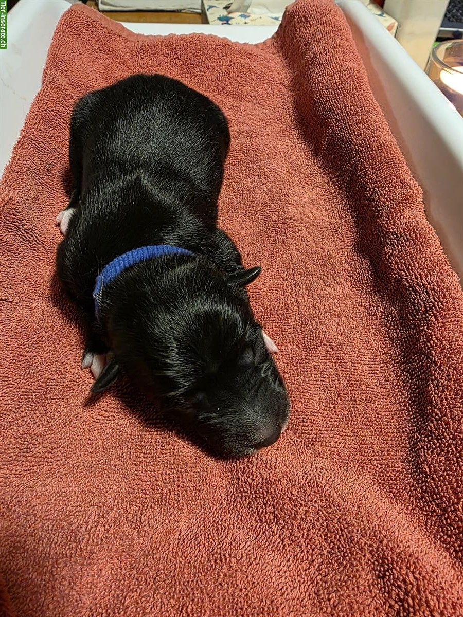 Bild 7: Border Collie Welpen, Black & White, Langhaar