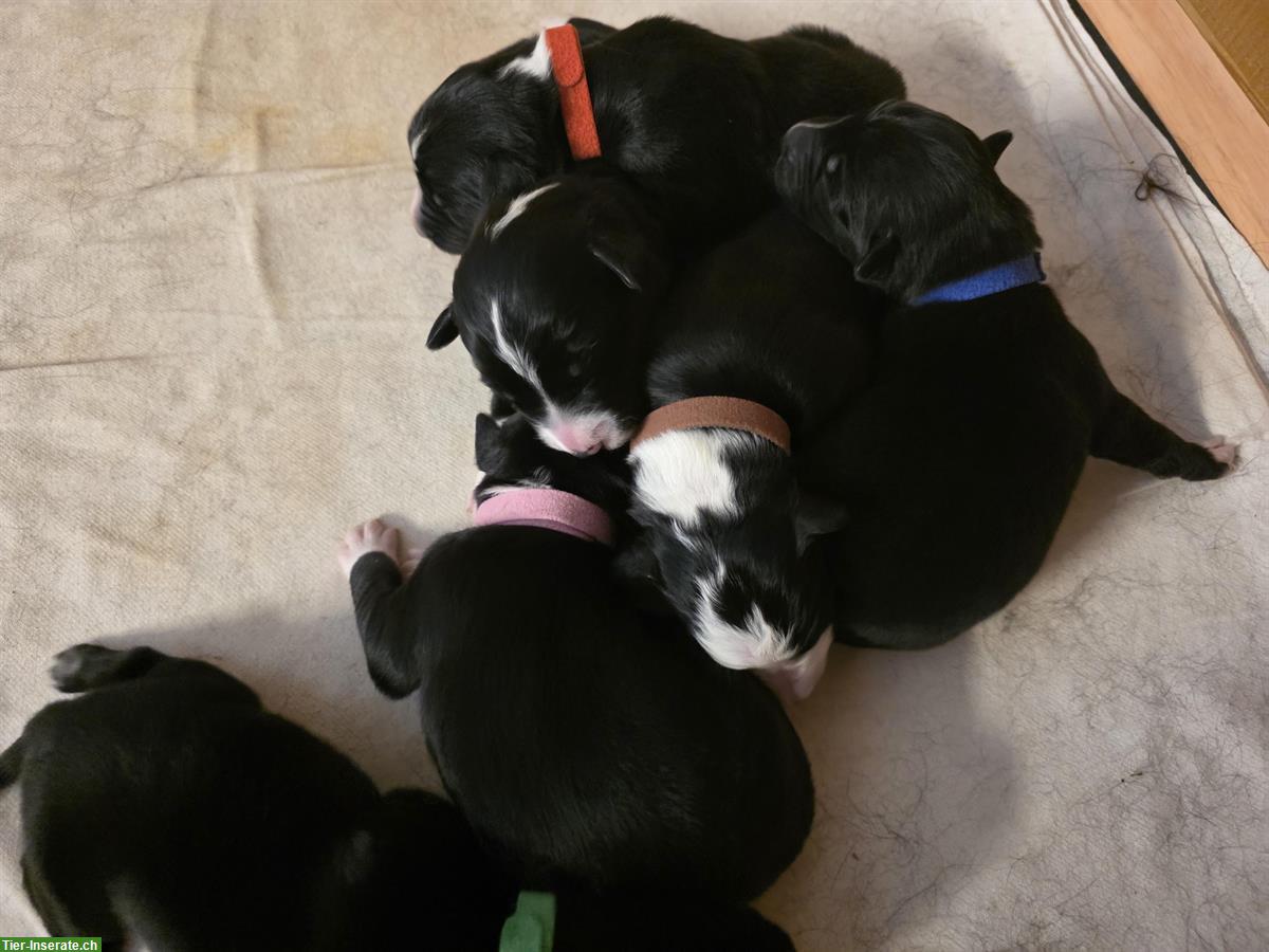 Bild 8: Border Collie Welpen, Black & White, Langhaar