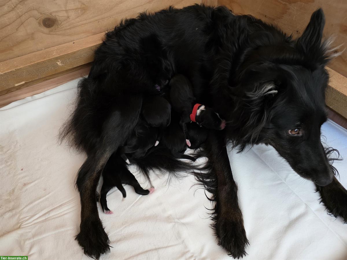 Bild 9: Border Collie Welpen, Black & White, Langhaar