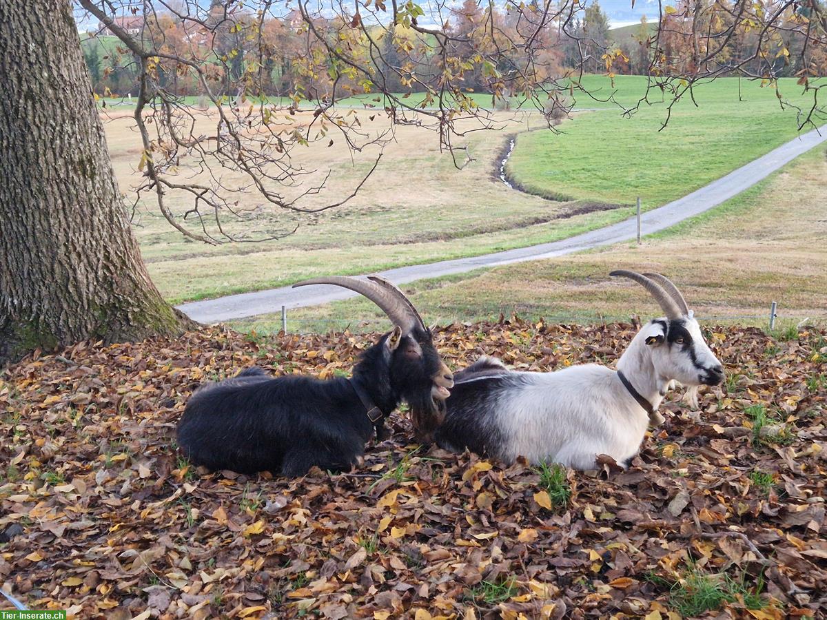 Bündner Strahlenziegenbock + trächtige Pfauenziege