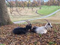 Bündner Strahlenziegenbock + trächtige Pfauenziege