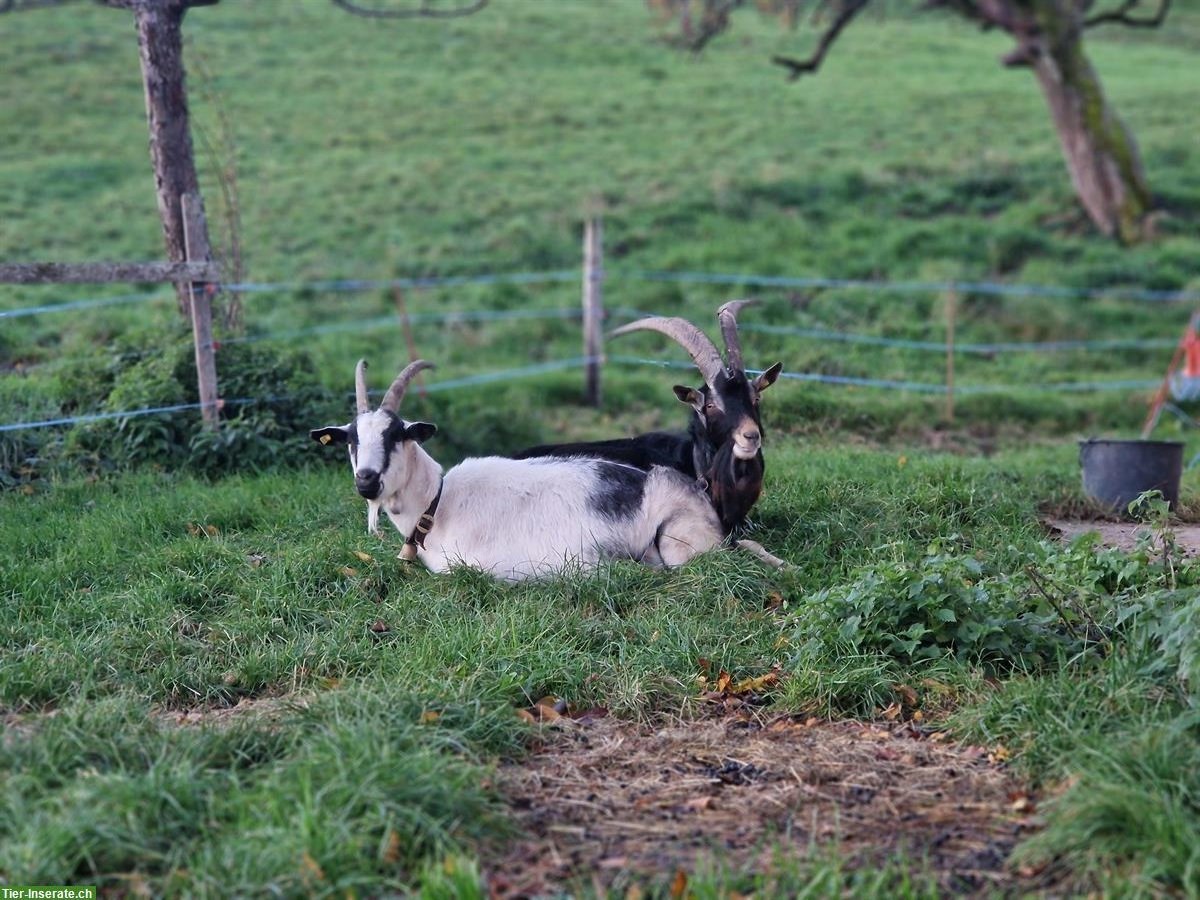 Bild 3: Bündner Strahlenziegenbock + trächtige Pfauenziege