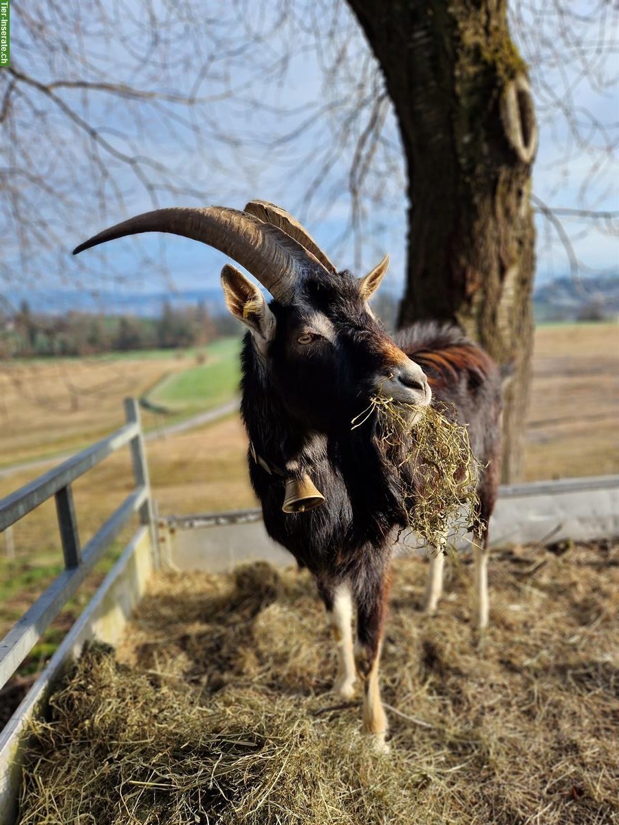 Bild 4: Bündner Strahlenziegenbock + trächtige Pfauenziege