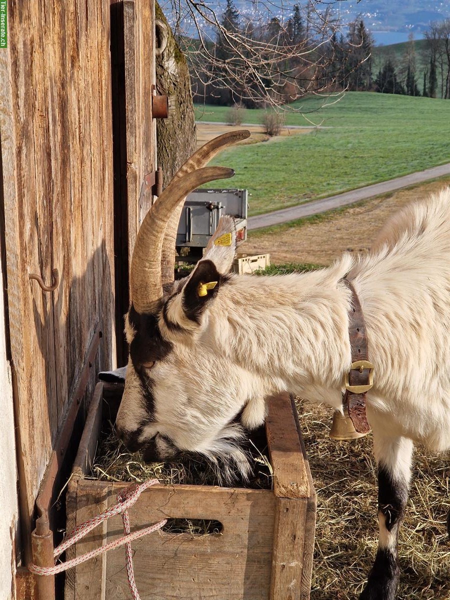 Bild 5: Bündner Strahlenziegenbock + trächtige Pfauenziege