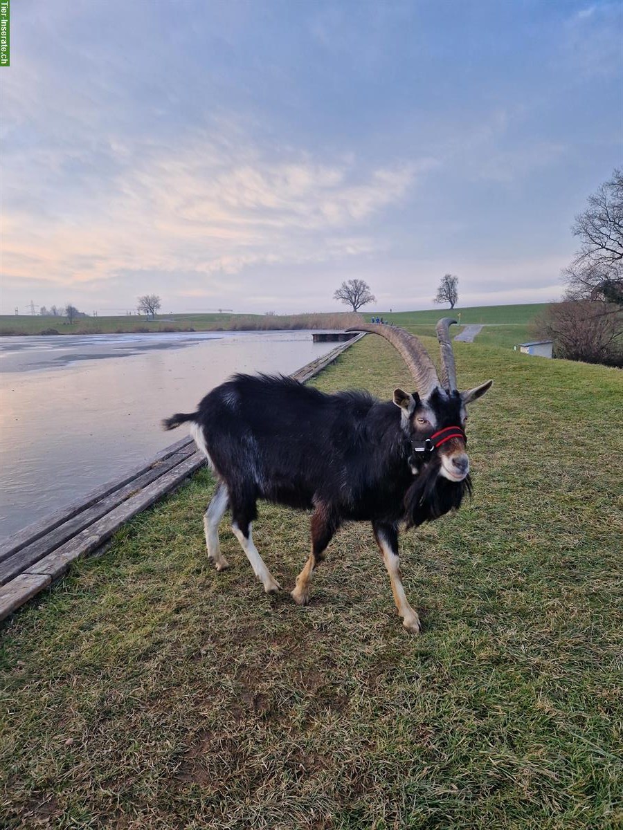 Bild 6: Bündner Strahlenziegenbock + trächtige Pfauenziege