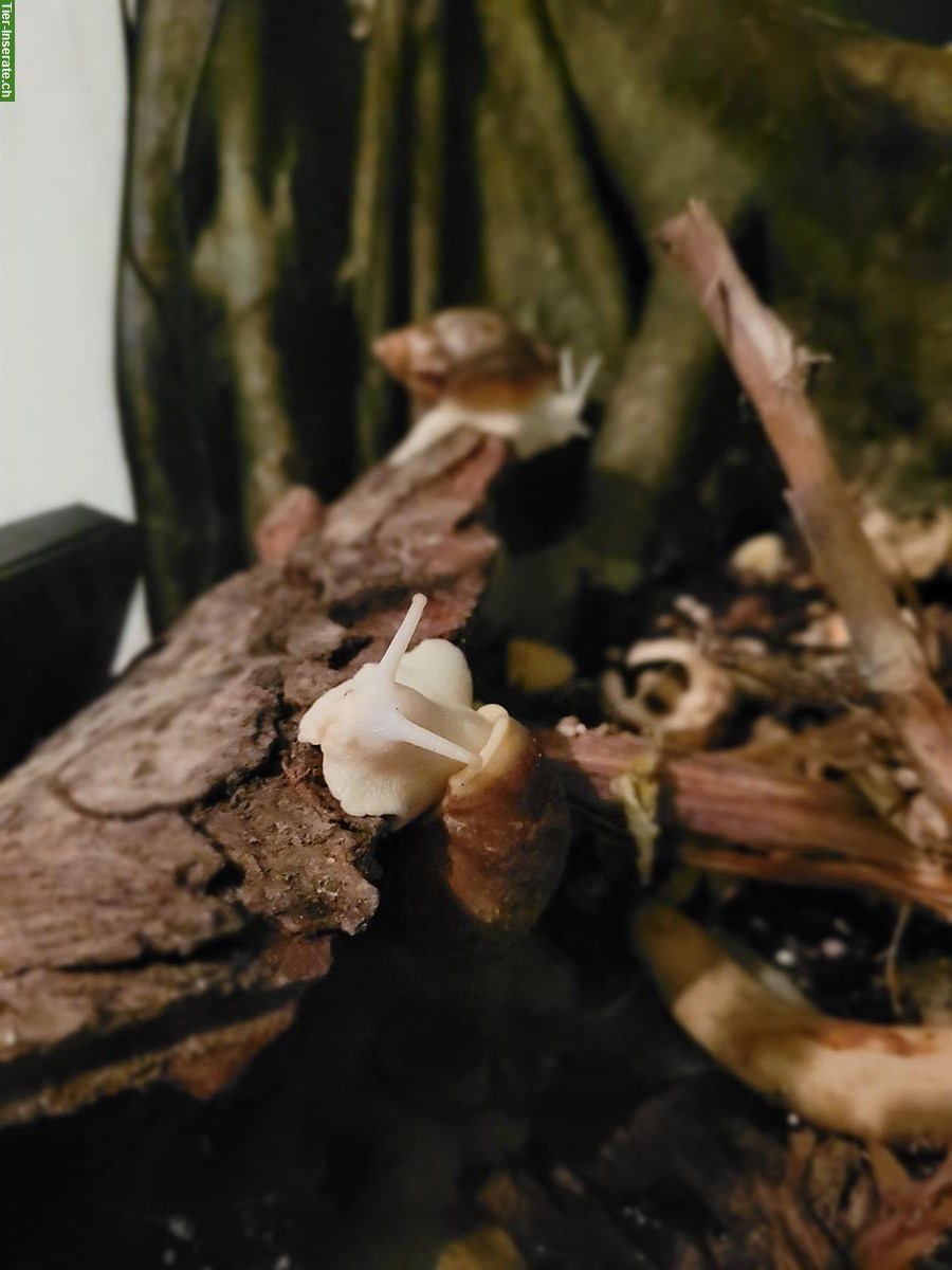 Achatschnecken (Archachatina rhodostoma Benin)