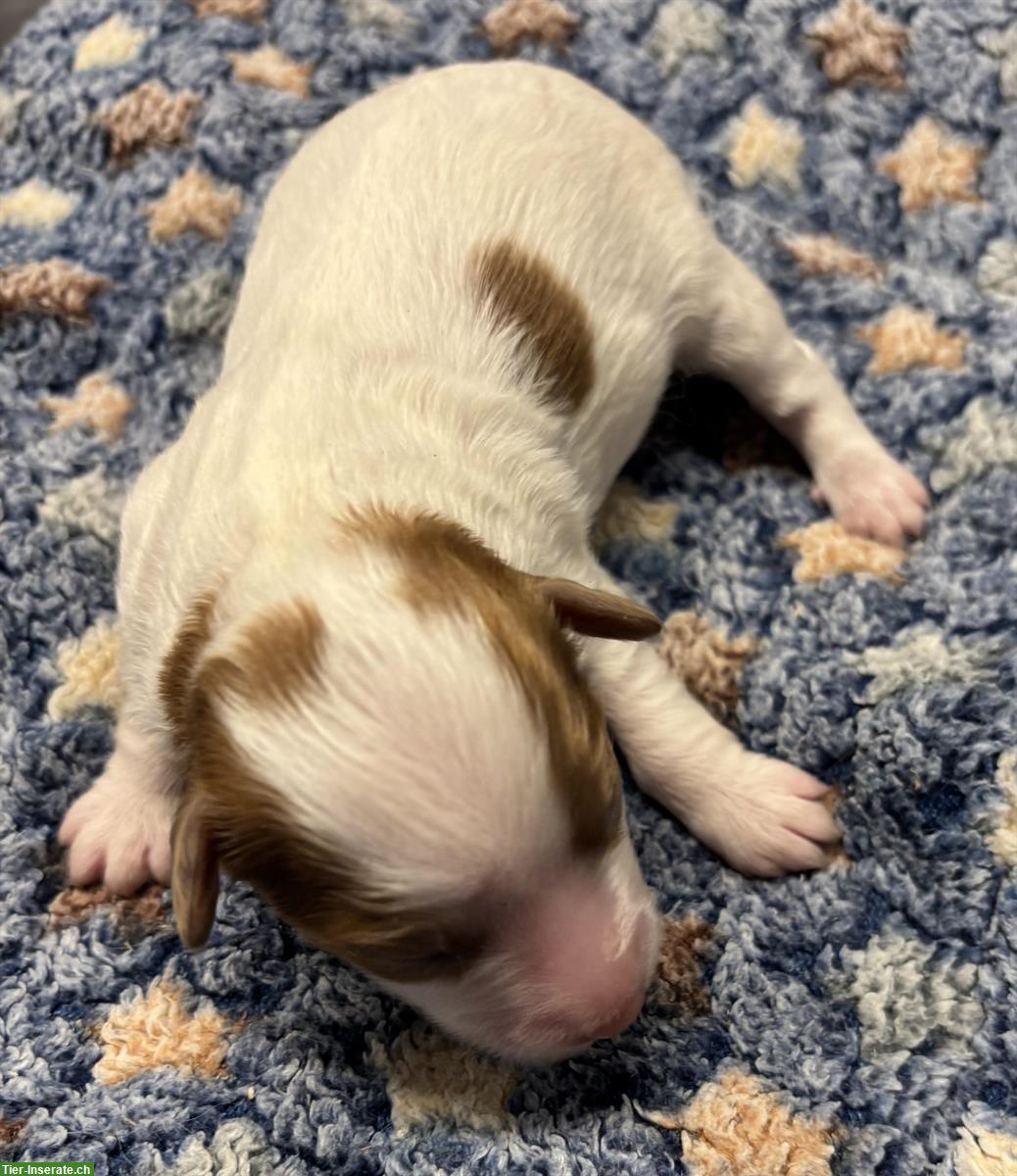 Mini Aussie Doodles Welpen