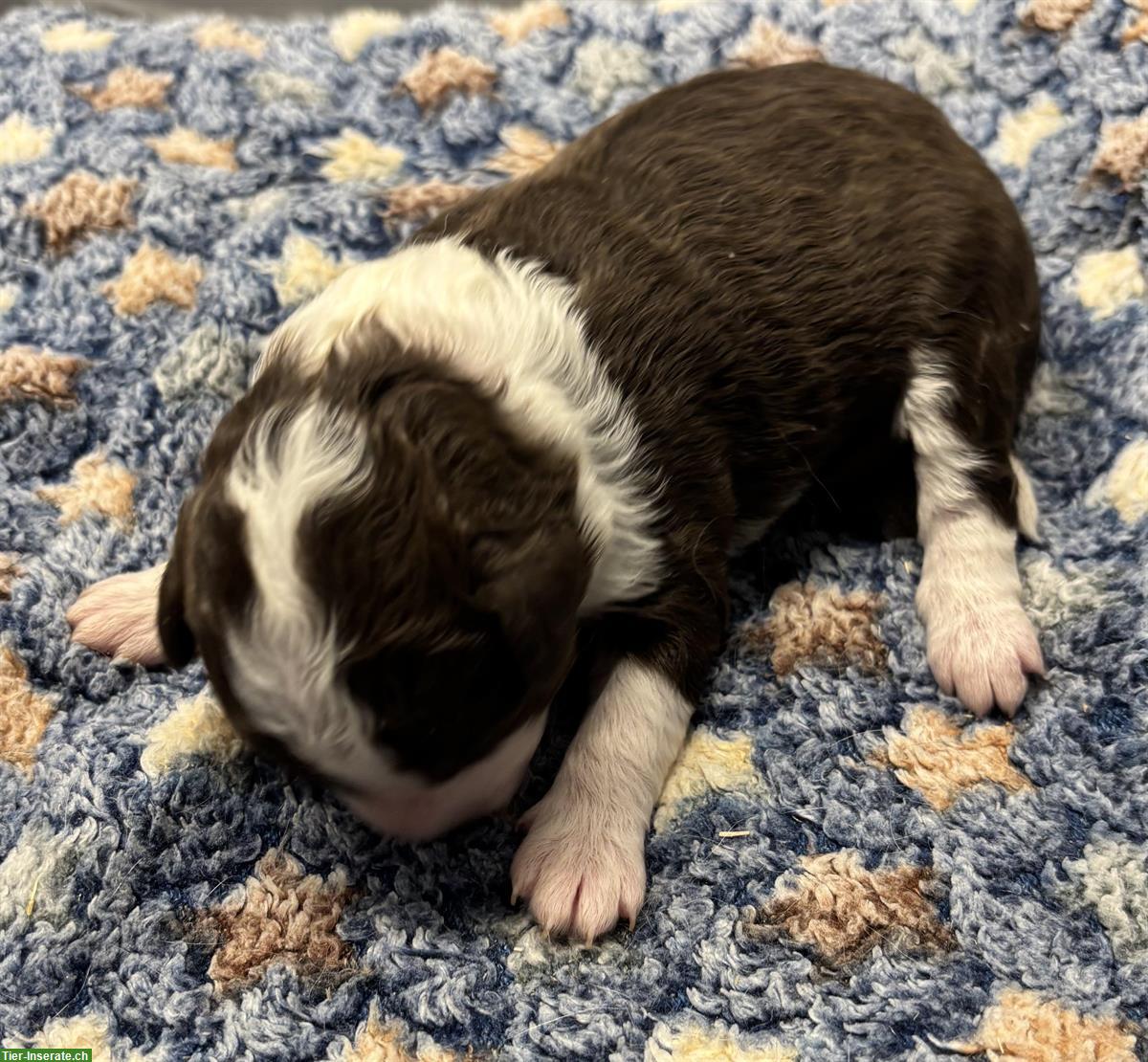 Bild 2: Mini Aussie Doodles Welpen